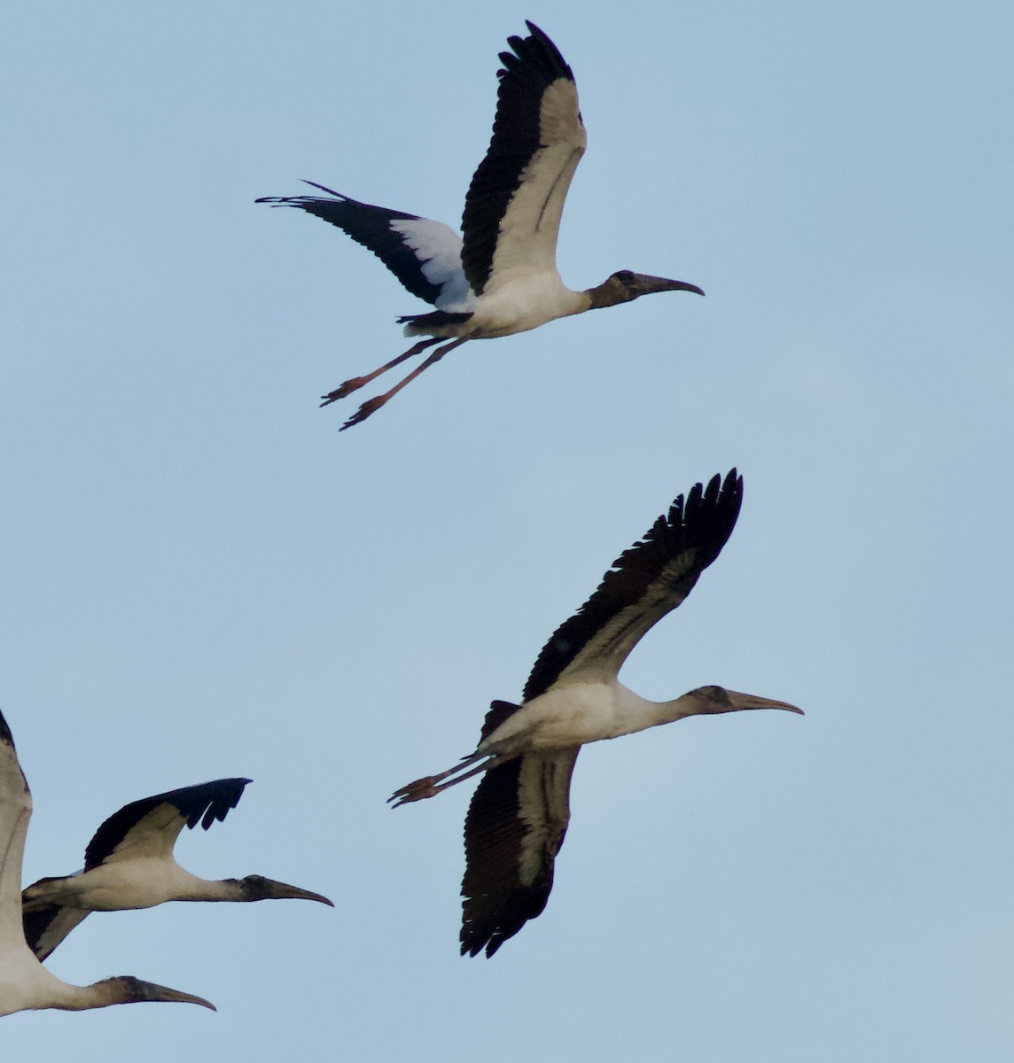 Wood Stork - ML644086131