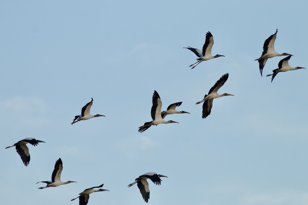 Wood Stork - ML644086133