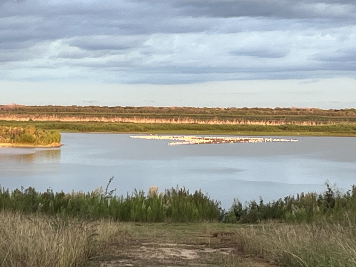 Wood Stork - ML644086134