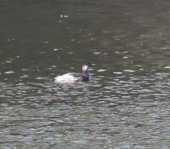 Eared Grebe - ML644086180