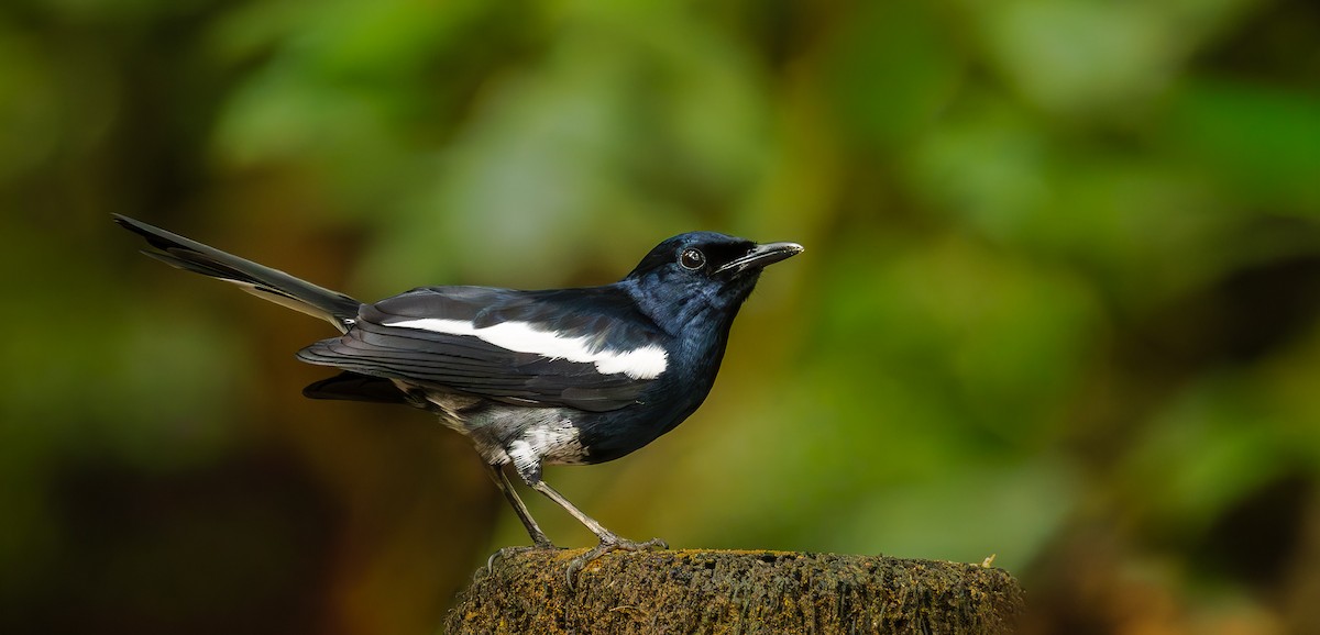 Oriental Magpie-Robin - ML644086208