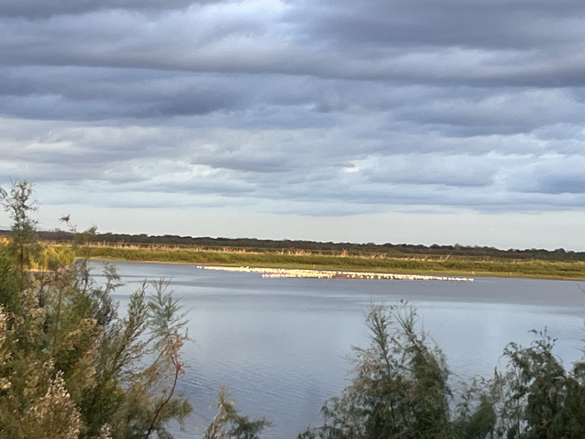 Wood Stork - ML644086219