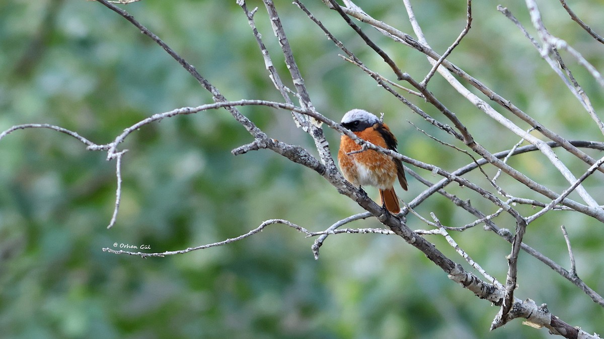 Улбар гал сүүлт - ML644086221