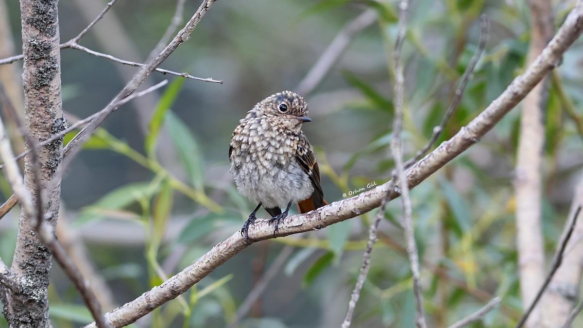 Улбар гал сүүлт - ML644086224