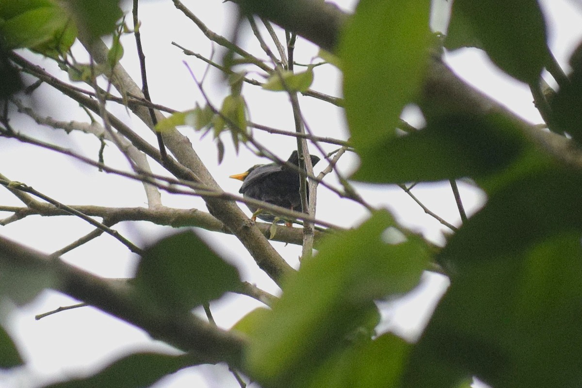 Yellow-legged Thrush - ML644086239