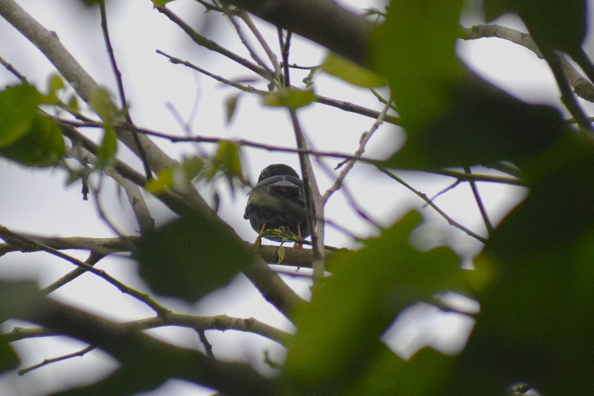 Yellow-legged Thrush - ML644086240