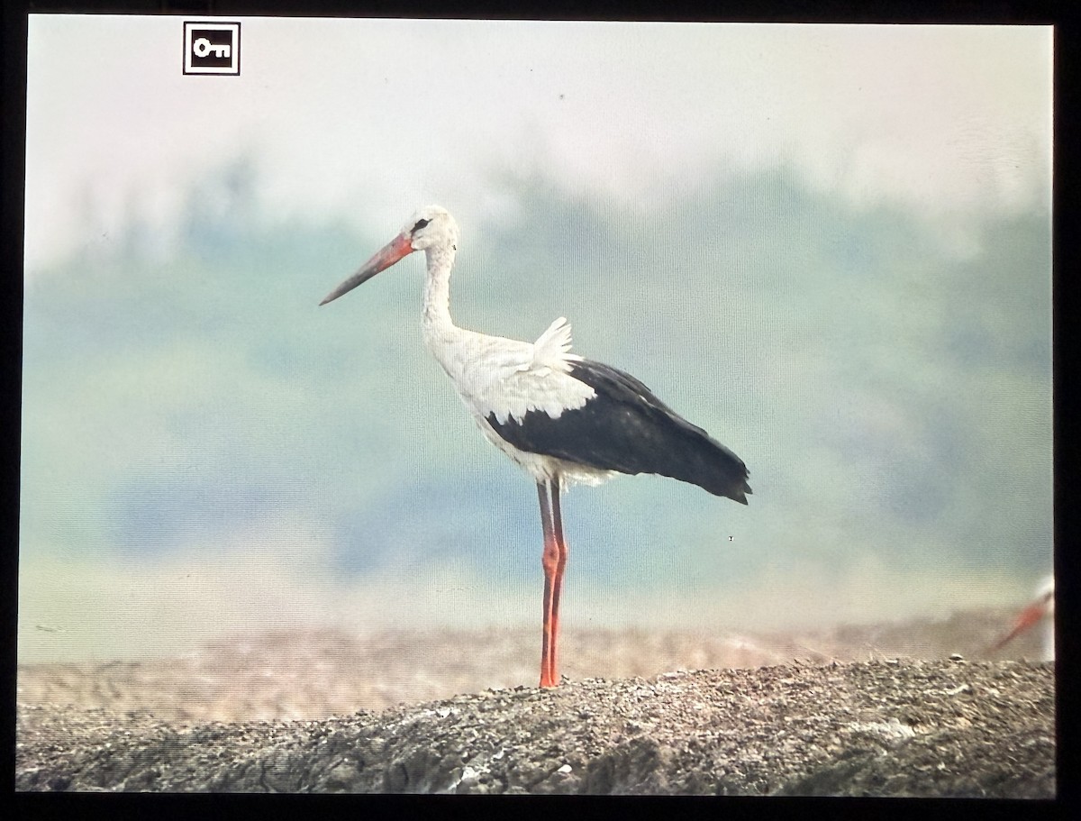 čáp bílý - ML644086242