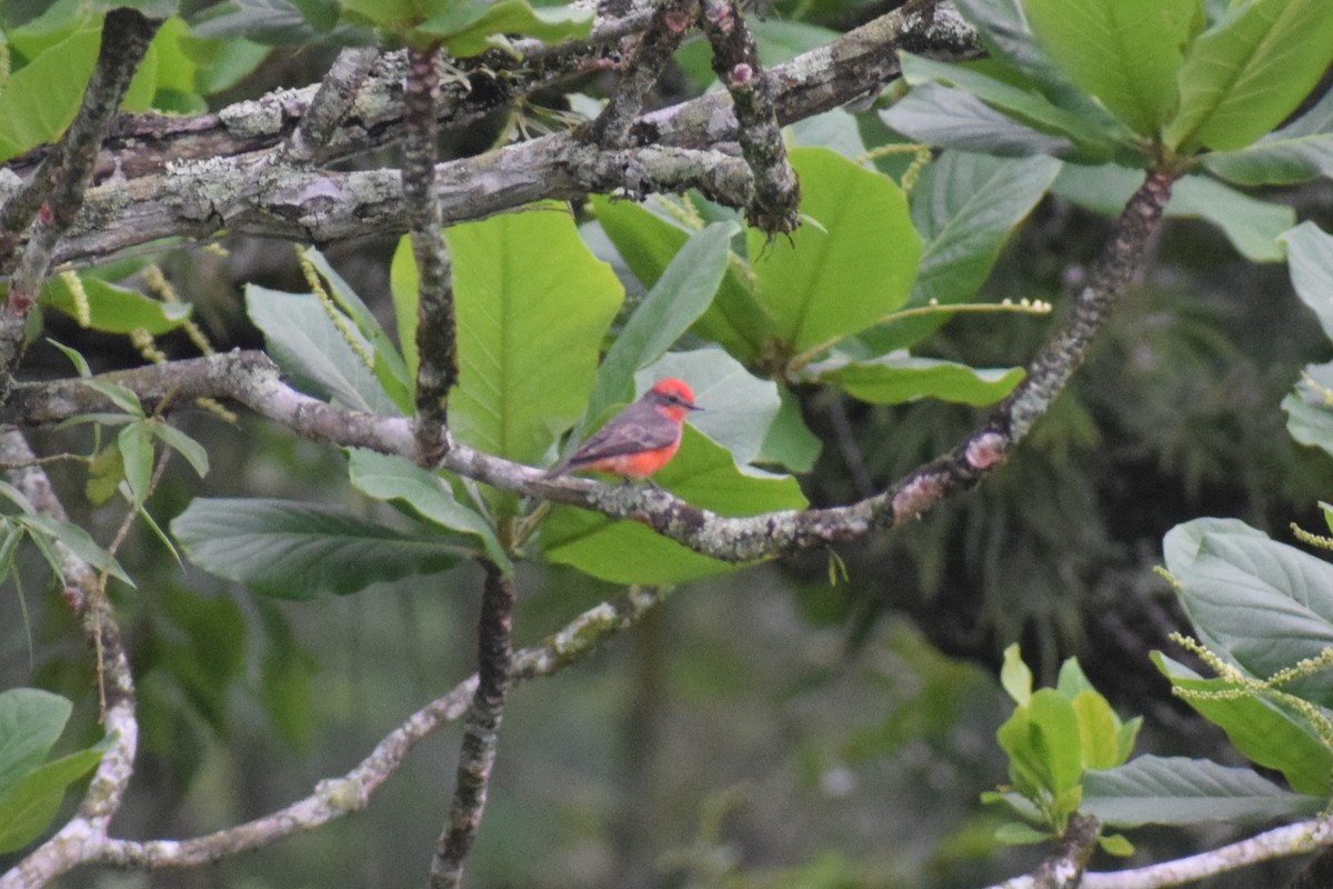 Vermilion Flycatcher (Austral) - ML644086248