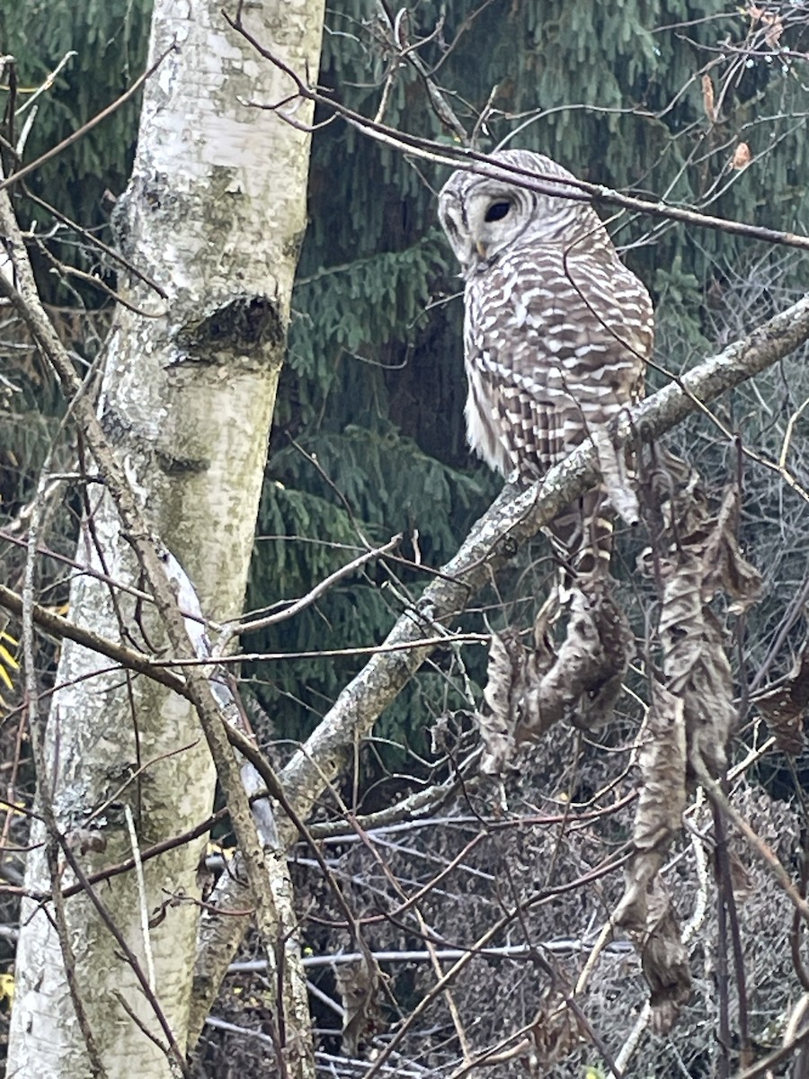Barred Owl - ML644086255