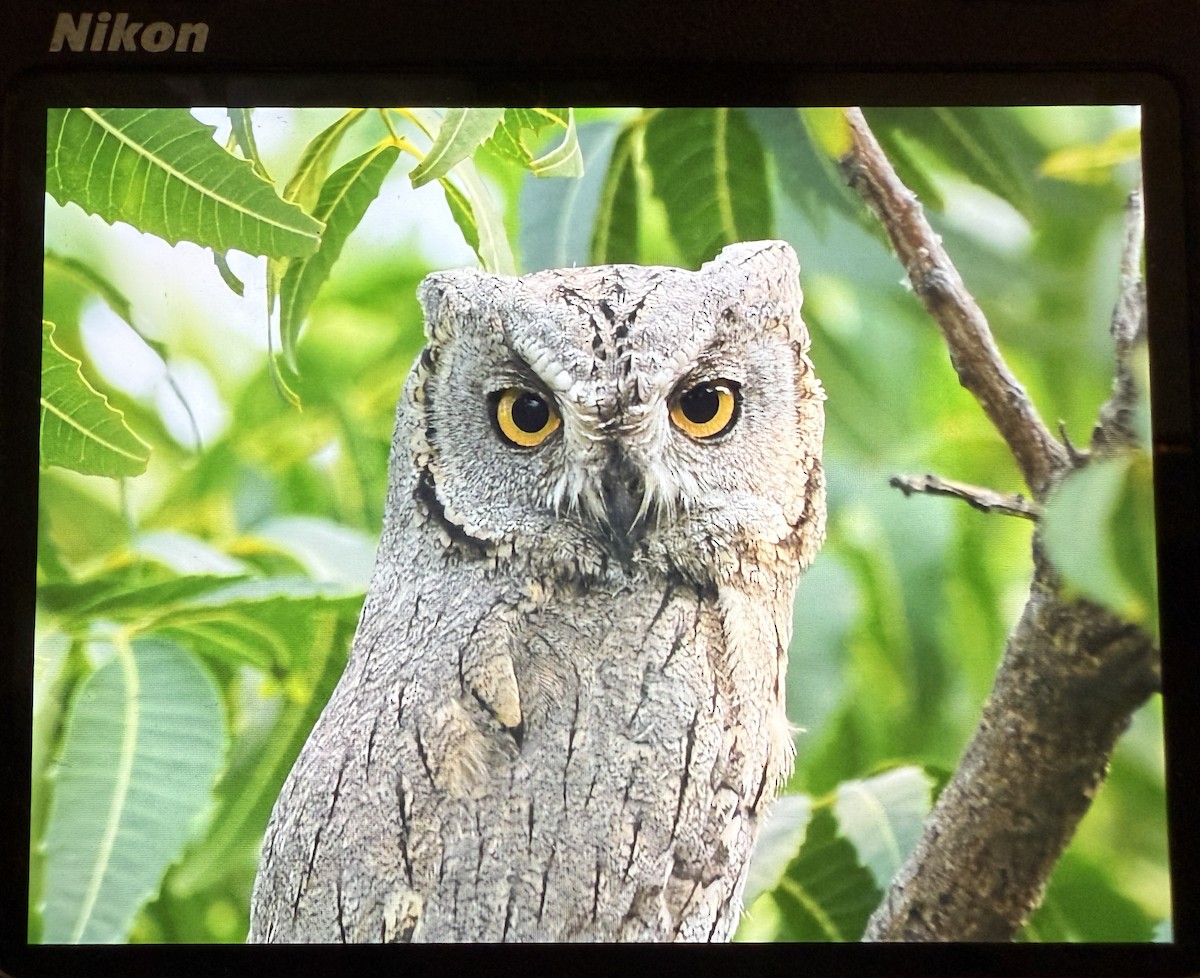 výreček plavý - ML644086256