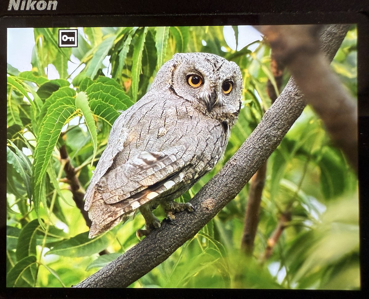 výreček plavý - ML644086257