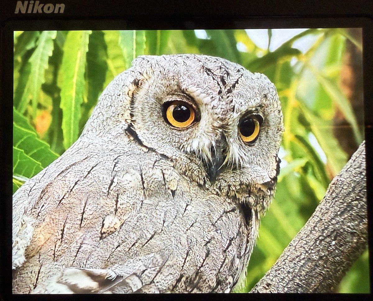 výreček plavý - ML644086258