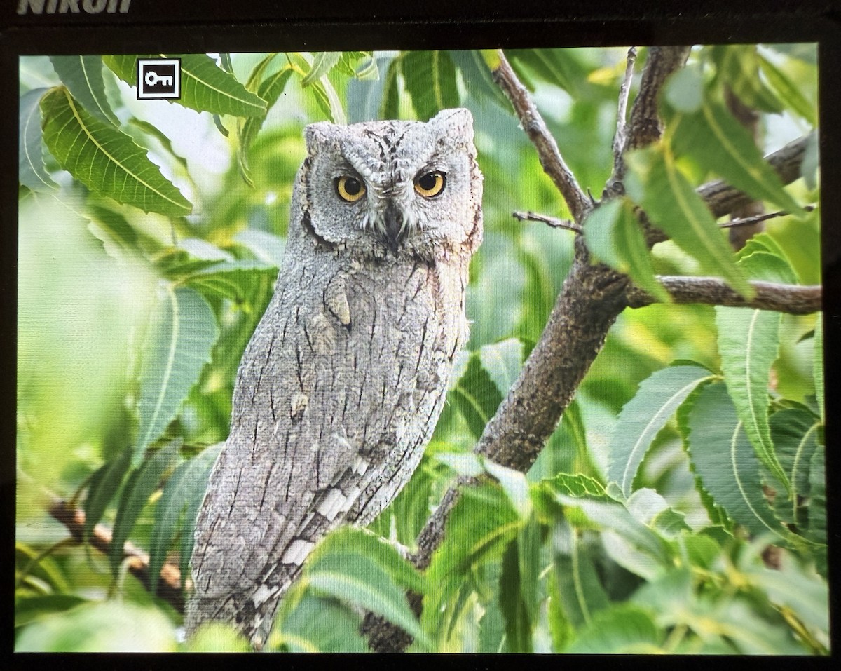 výreček plavý - ML644086259