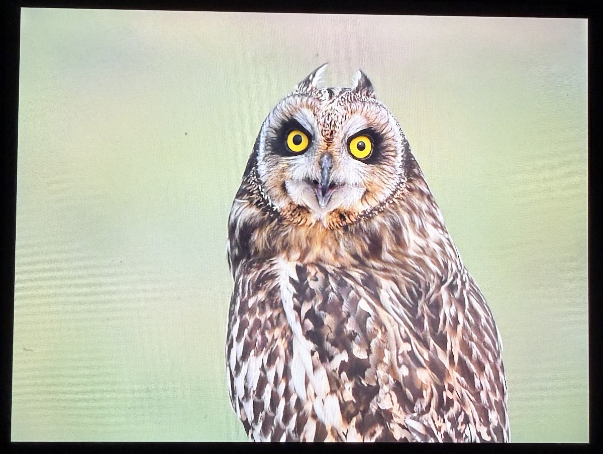 kalous pustovka - ML644086263