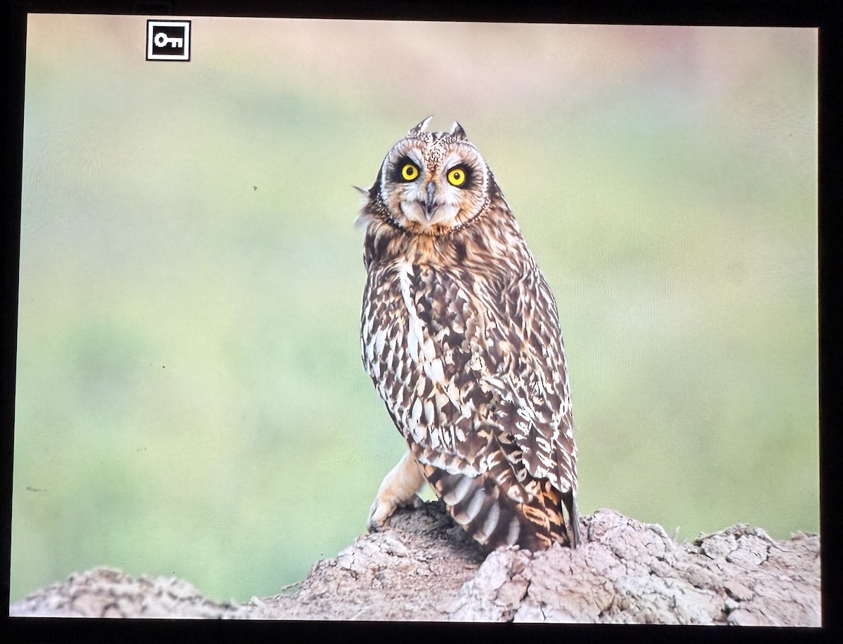 kalous pustovka - ML644086264