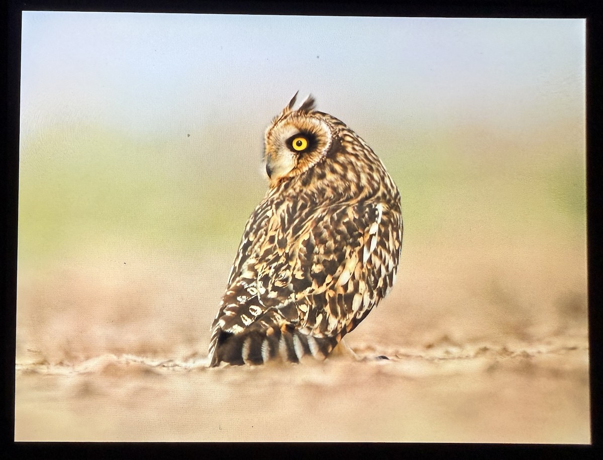 kalous pustovka - ML644086266