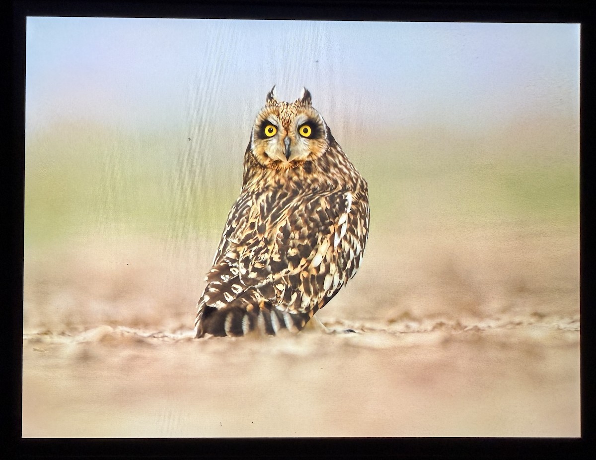 kalous pustovka - ML644086267