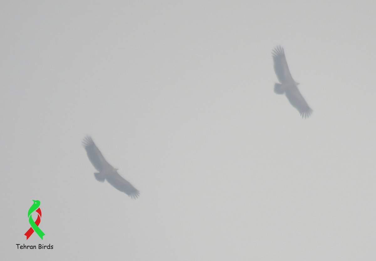 sup bělohlavý - ML644086268