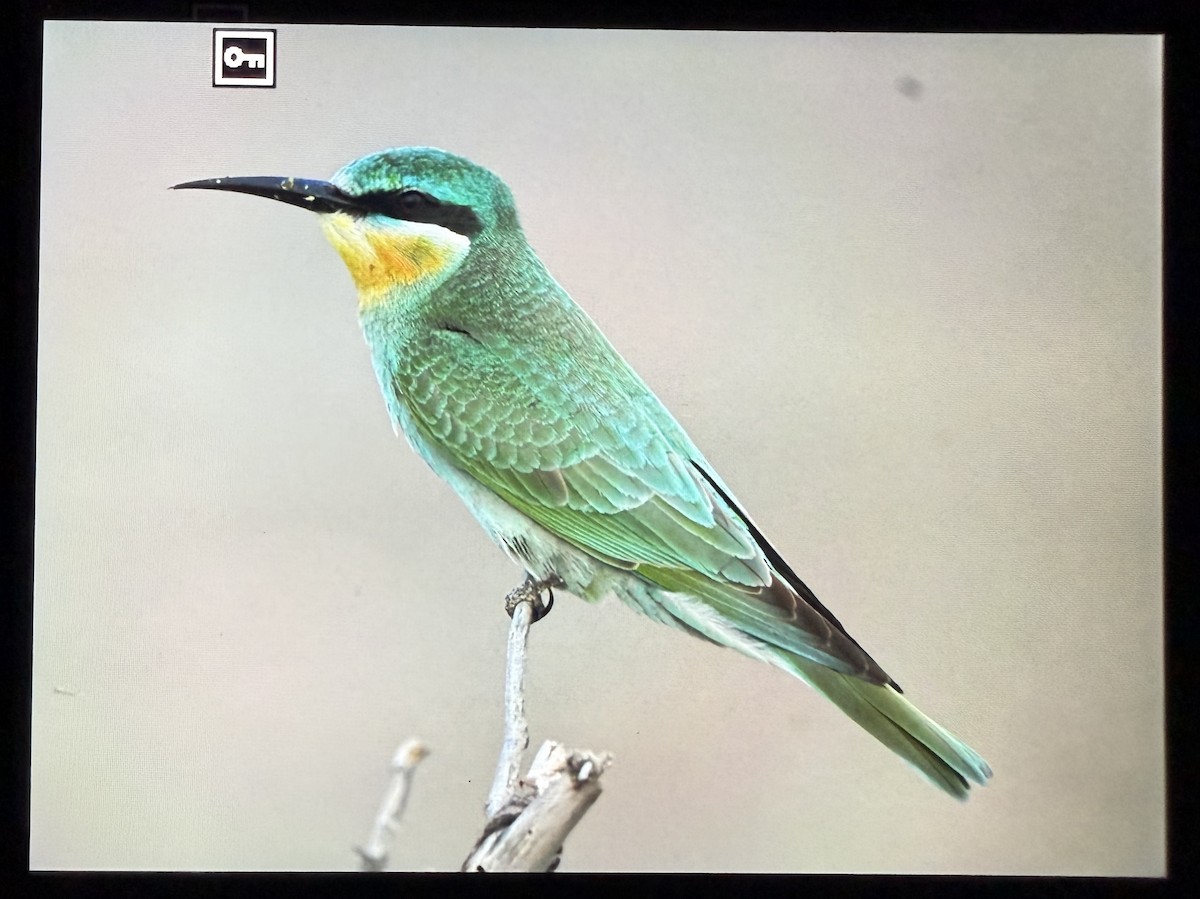 vlha modrolící - ML644086272