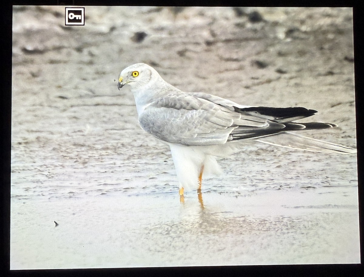 moták stepní - ML644086277