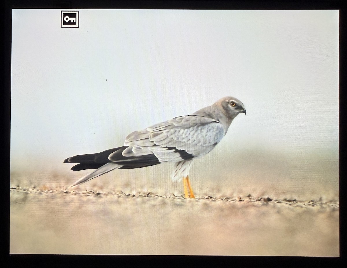 moták lužní - ML644086281