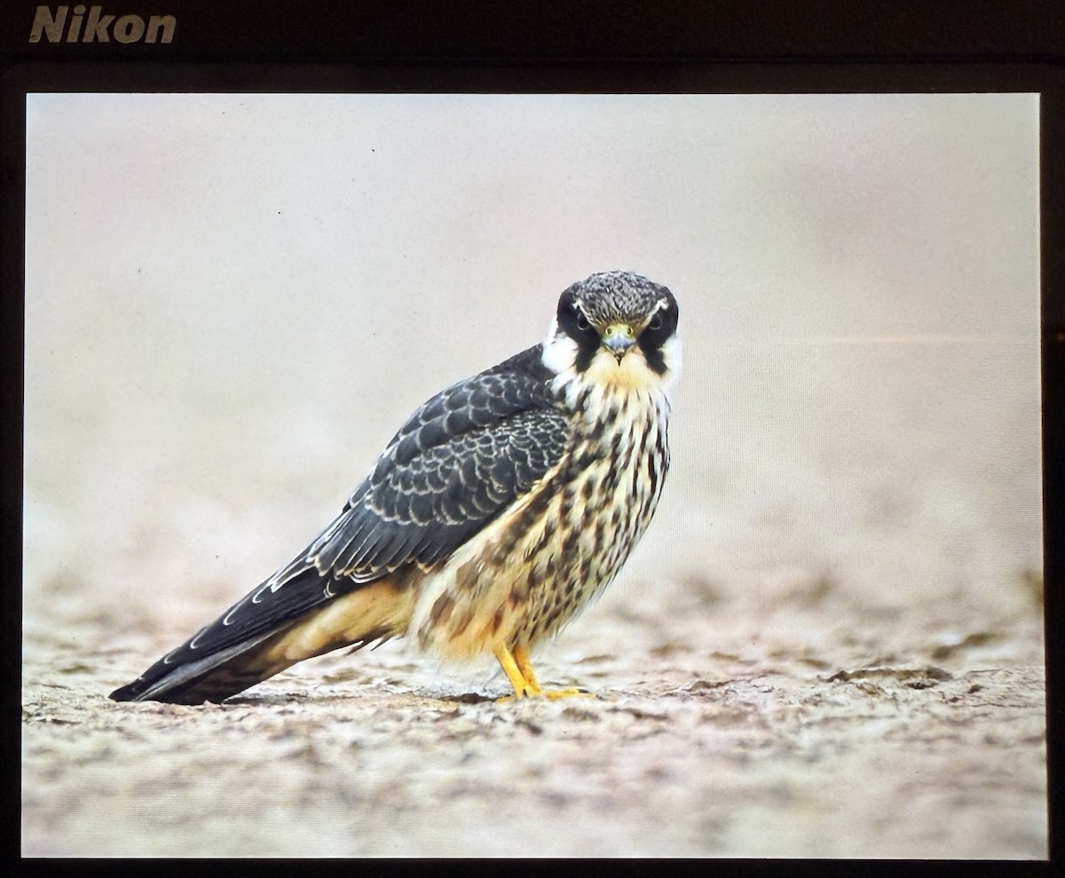 ostříž lesní - ML644086290