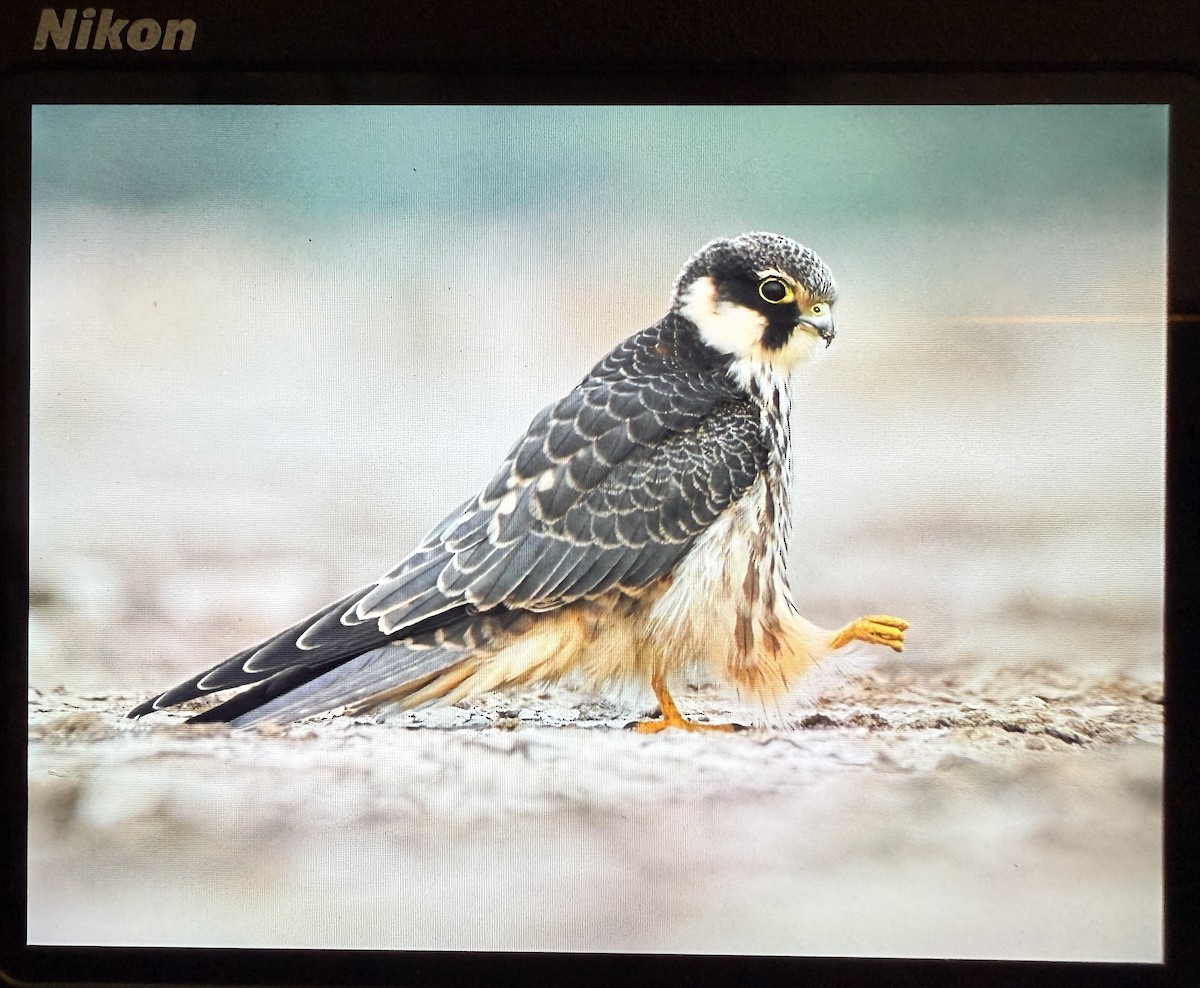 ostříž lesní - ML644086291