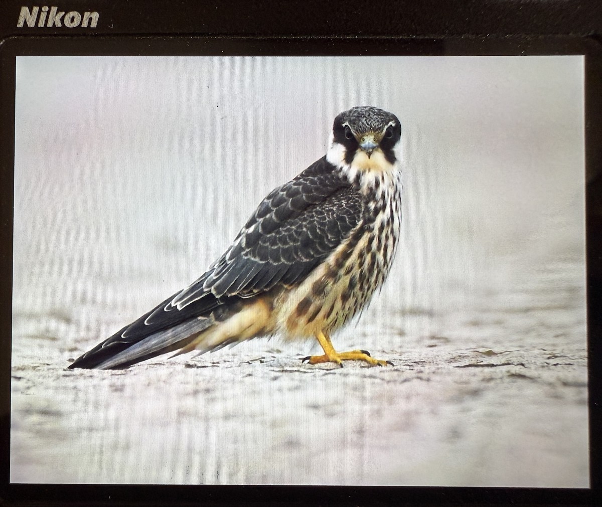 ostříž lesní - ML644086292