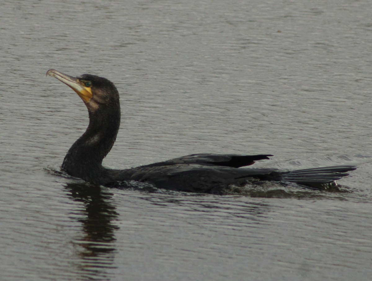 Great Cormorant - ML644086318