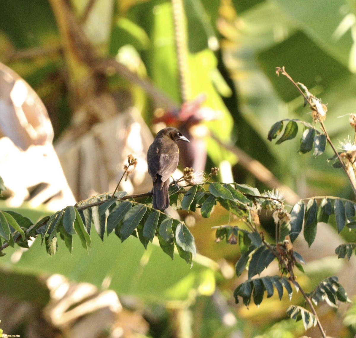 Yellow-rumped Marshbird - ML644086326