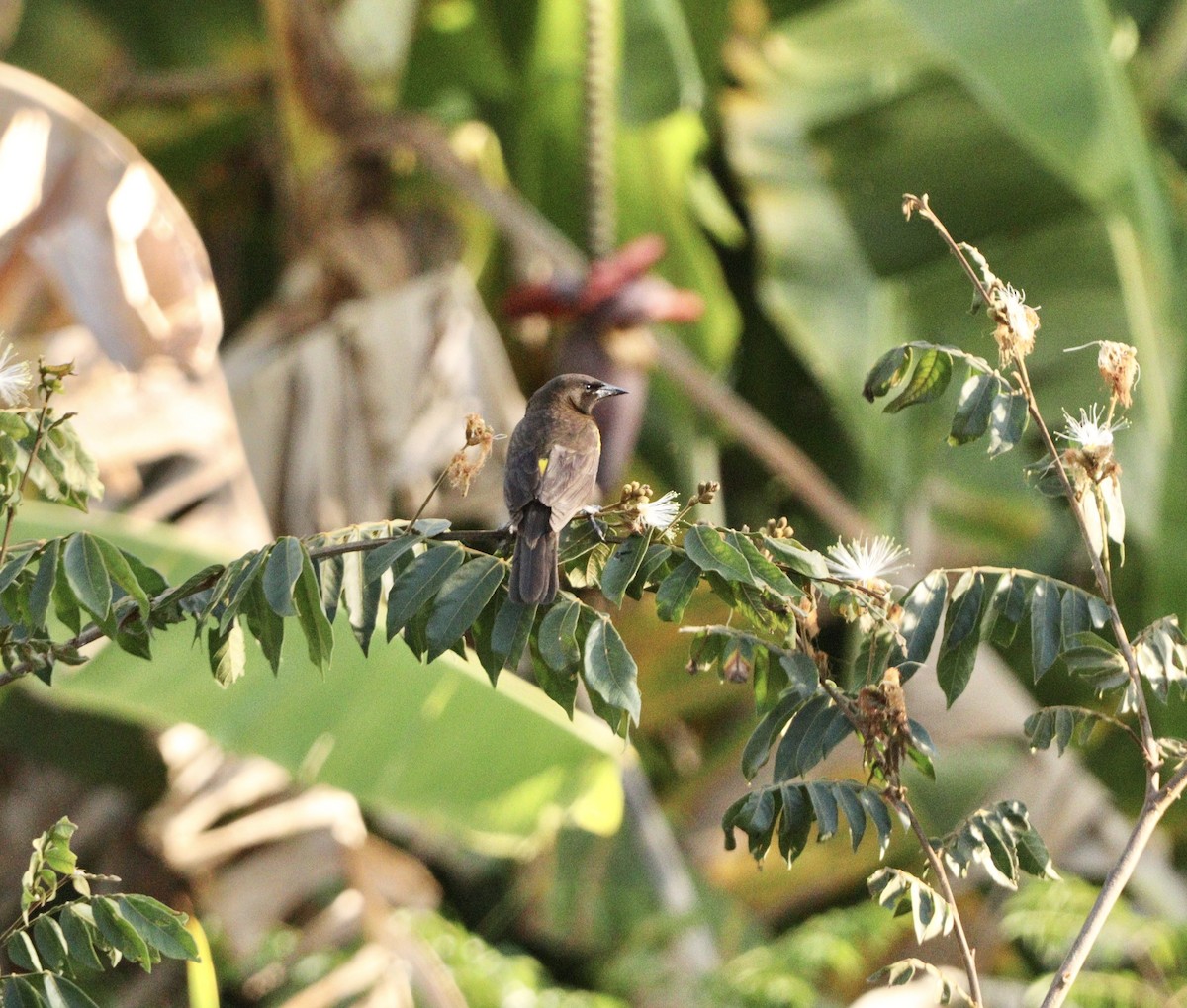 Yellow-rumped Marshbird - ML644086328