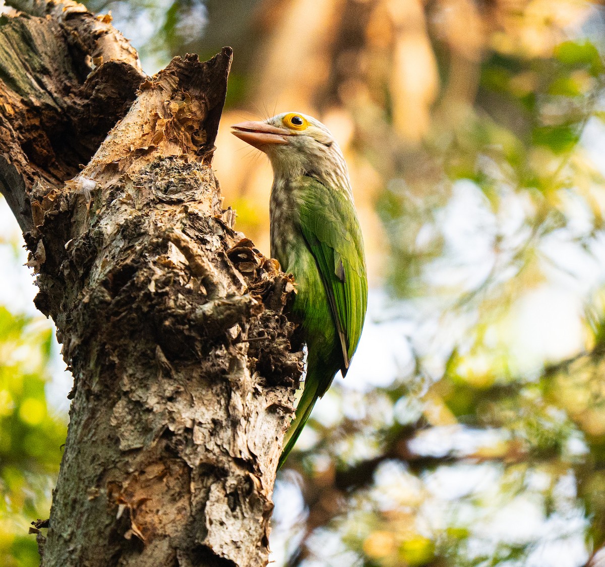 Lineated Barbet - ML644086329