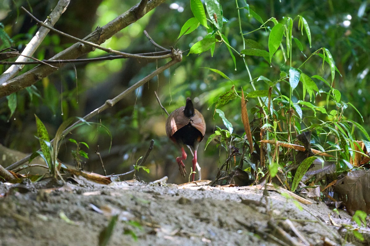 コンゴウモリクイナ - ML644086361