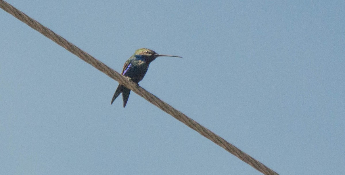 Colibri d'Angèle - ML644086394