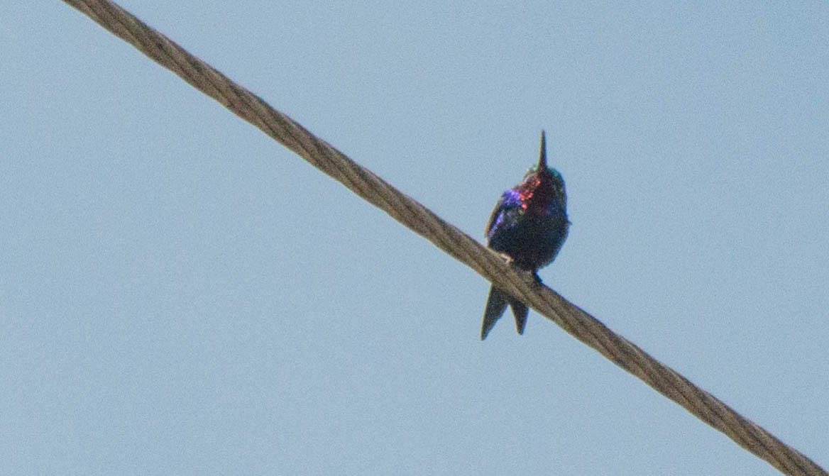 Colibri d'Angèle - ML644086396