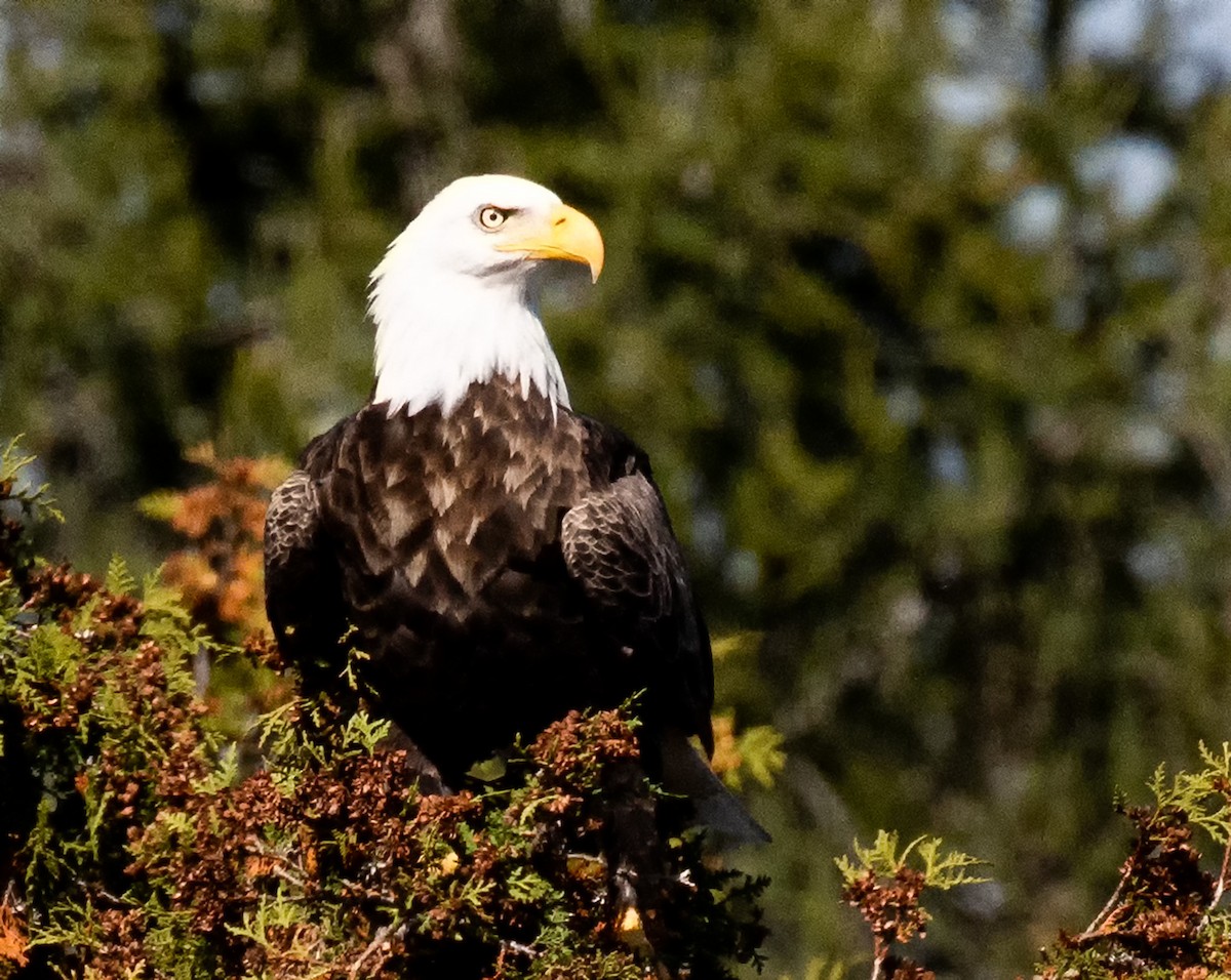 Bald Eagle - ML644086397