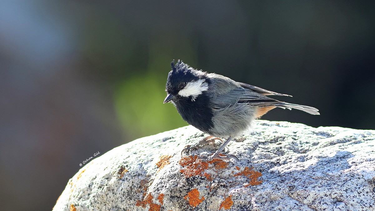 Rufous-naped Tit - ML644086404