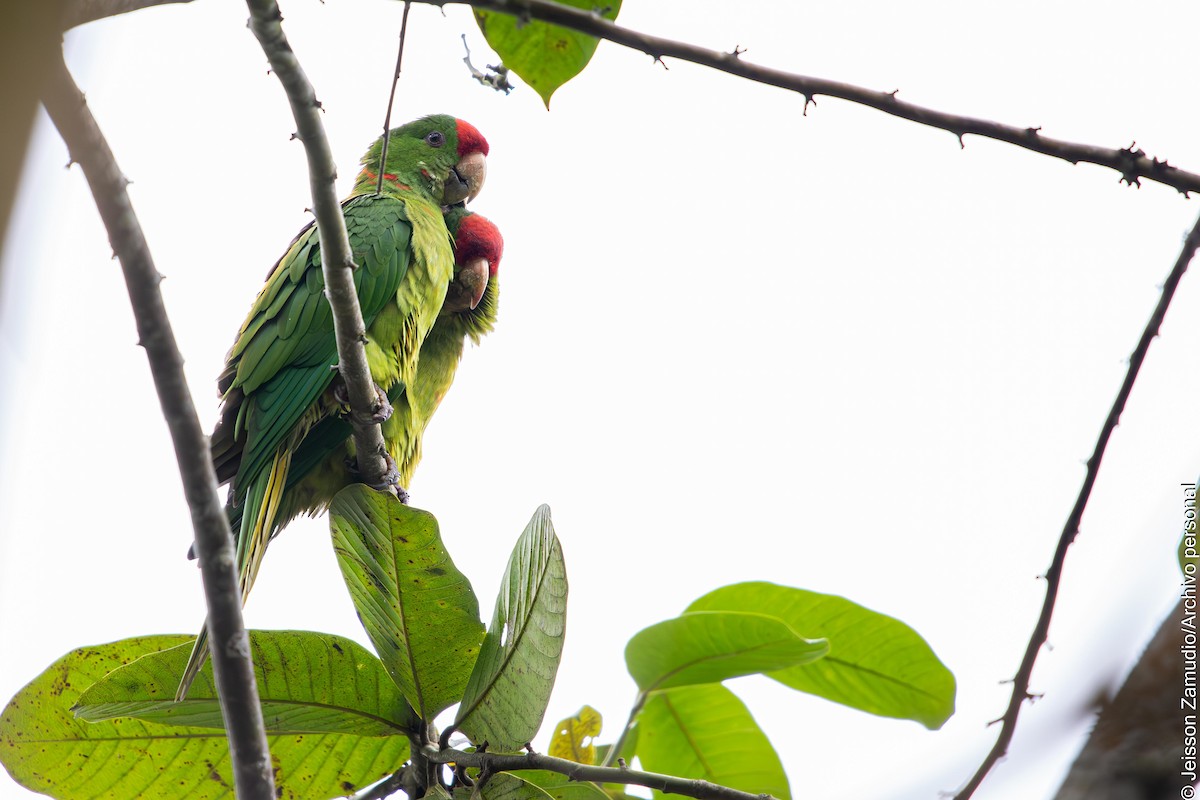 Scarlet-fronted Parakeet - ML644086405
