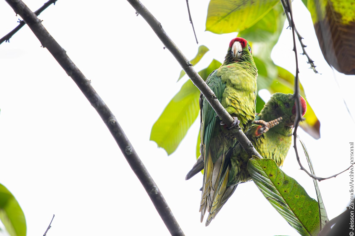 Scarlet-fronted Parakeet - ML644086406