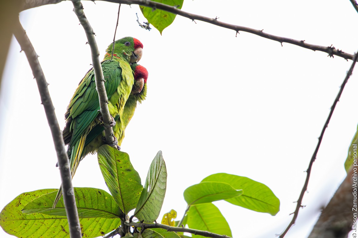 Scarlet-fronted Parakeet - ML644086407