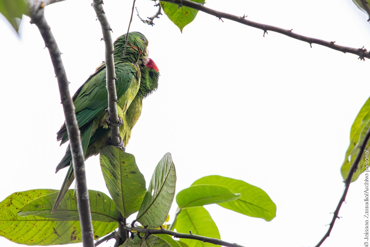 Scarlet-fronted Parakeet - ML644086408