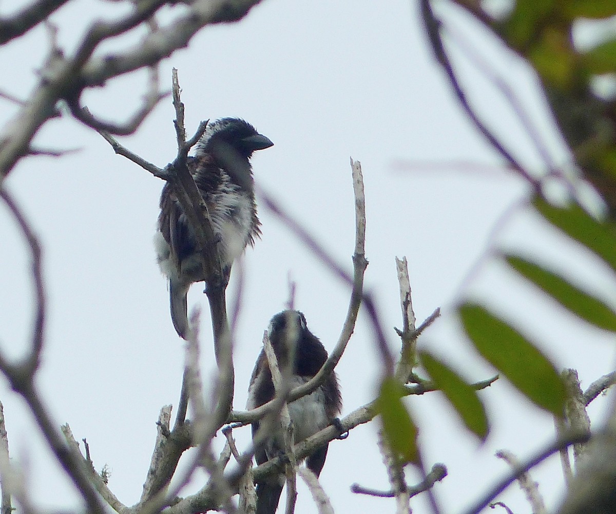 Белоухая либия - ML644086424