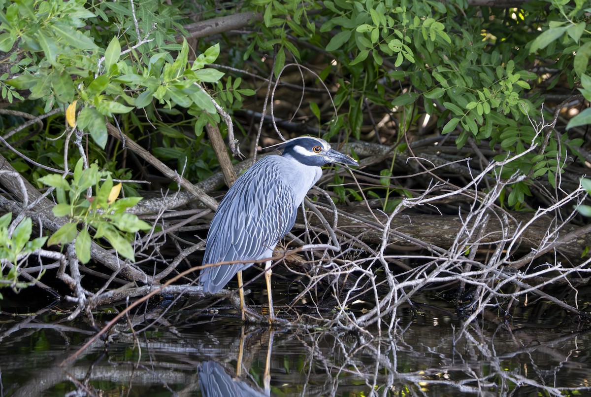 Yellow-crowned Night Heron - ML644086427