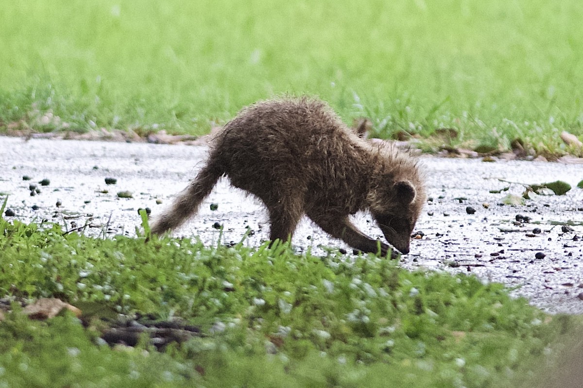 Animals - ML644086442