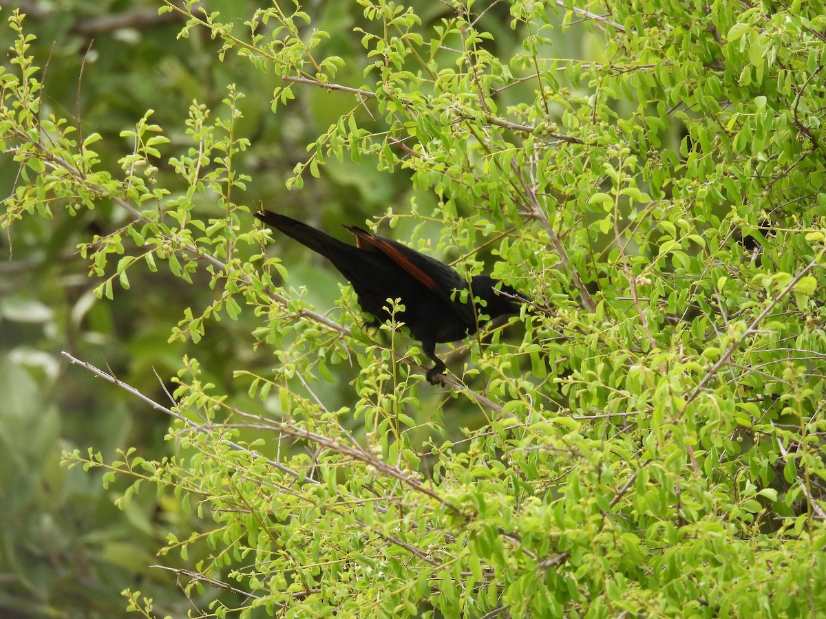 Red-winged Starling - ML644086446