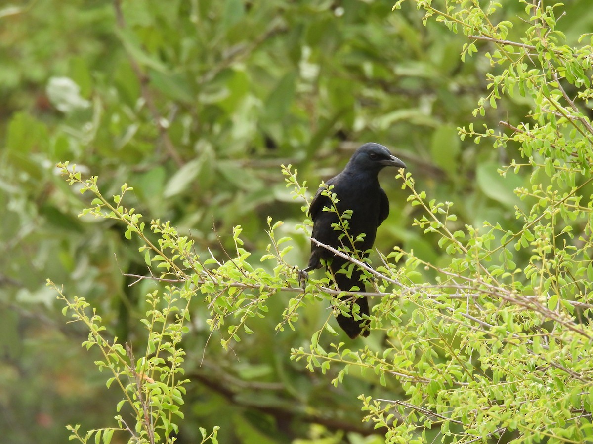 Red-winged Starling - ML644086447
