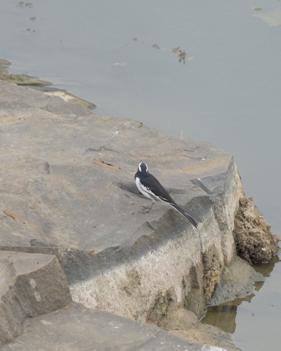 White-browed Wagtail - ML644086450