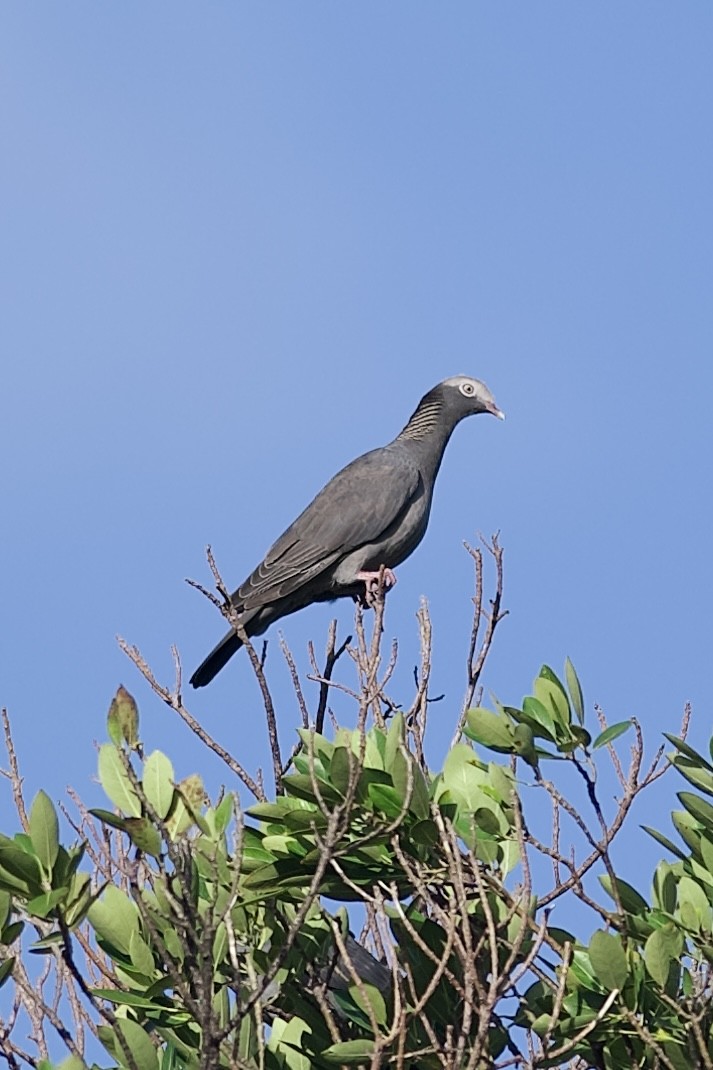 White-crowned Pigeon - ML644086453