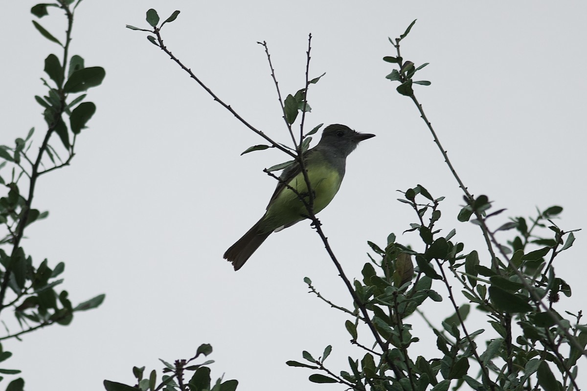 Great Crested Flycatcher - ML644086478