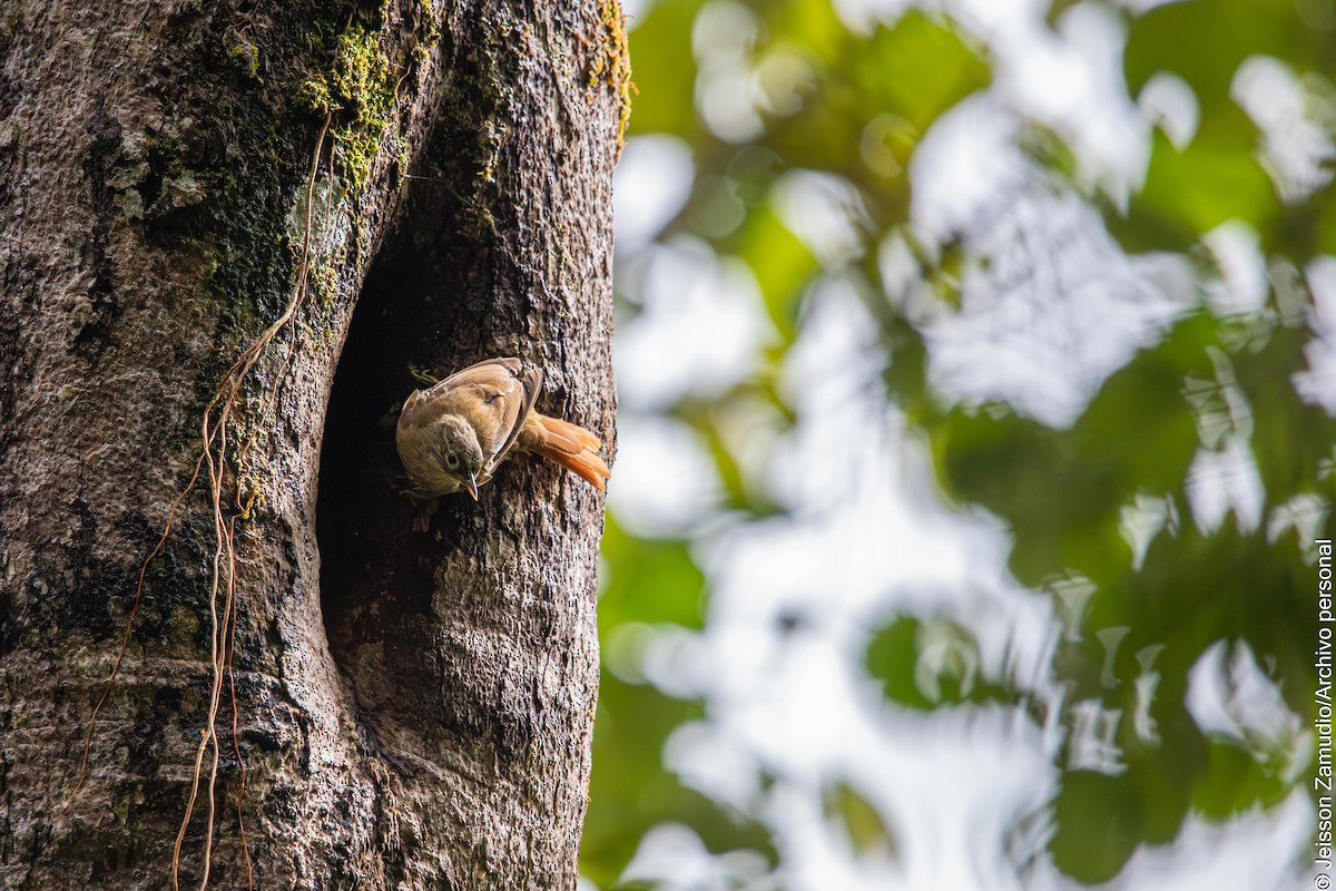 Montane Foliage-gleaner - ML644086479